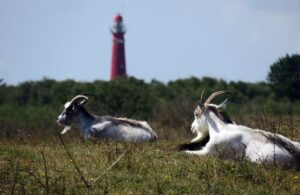 Schiermonnikoog, het kleinste bewoonde Waddeneiland.