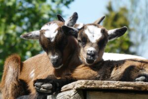 Dagje weg in Friesland? Dit zijn de 3 leukste gezinsuitjes!