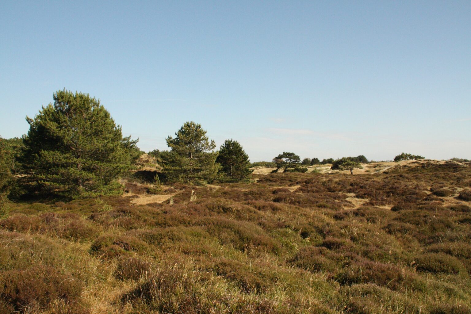 Wanneer Bezoek Jij Een B&B Op Vlieland? | Slapen In Friesland