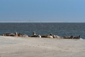 5x de leukste stranden op Terschelling