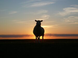 De leukste campings van zuidwest-Friesland